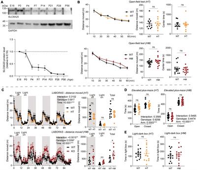 Slc6a20a Heterozygous and Homozygous Mutant Mice Display Differential Behavioral and Transcriptomic Changes